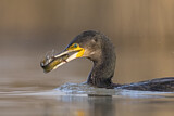 Image. Kormoran
