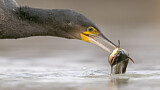 Image. Kormoran