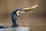 Image. Kormoran