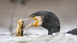 Image. Kormoran