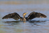 Image. Kormoran