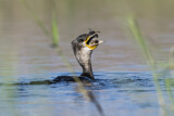 Image. Kormoran