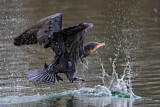 Image. Kormoran