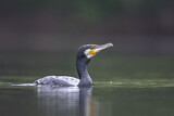 Image. Kormoran