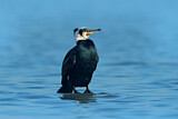 Image. Kormoran