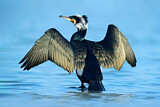 Image. Kormoran
