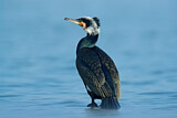 Image. Kormoran