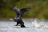 Image. Kormoran