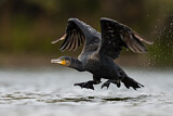 Image. Kormoran