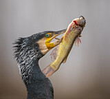 Image. Kormoran