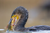 Image. Kormoran