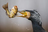 Image. Kormoran