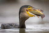 Image. Kormoran