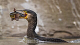 Image. Kormoran