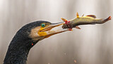 Image. Kormoran