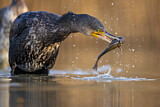 Image. Kormoran
