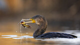 Image. Kormoran