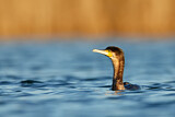 Image. Kormoran