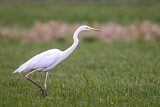 Image. Kormoran