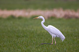 Image. Kormoran