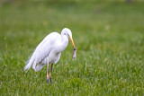 Image. Kormoran
