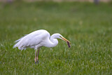 Image. Kormoran