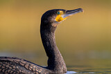 Image. Kormoran