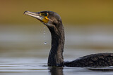 Image. Kormoran