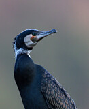 Image. Kormoran