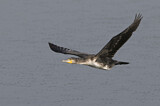 Image. Kormoran