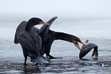 Image. Kormoran