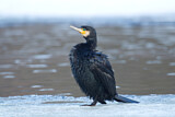 Image. Kormoran