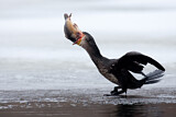 Image. Kormoran