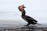 Image. Kormoran
