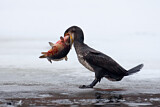 Image. Kormoran