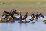 Image. Kormoran