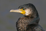 Image. Kormoran