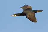 Image. Kormoran