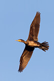 Image. Kormoran