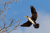 Image. Kormoran