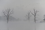 Image. Kormoran