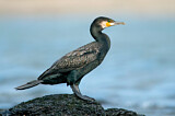 Image. Kormoran