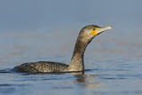 Image. Kormoran
