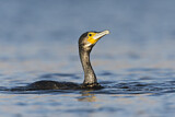 Image. Kormoran