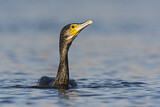 Image. Kormoran