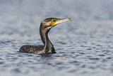 Image. Kormoran