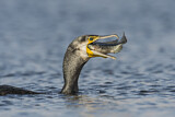 Image. Kormoran