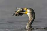Image. Kormoran