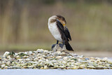 Image. Kormoran
