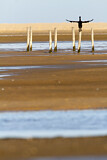 Image. Kormoran